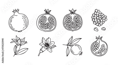Collection of hand drawn pomegranate fruits and flowers silhouette