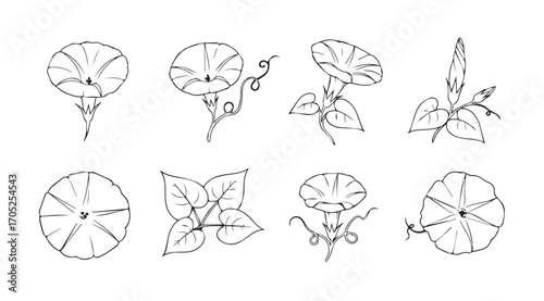 Collection of delicate morning glory flower illustrations in silhouette
