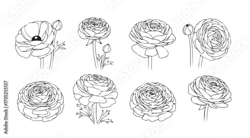 Collection of delicate hand drawn ranunculus flower silhouettes in sketchy style