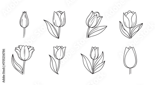 Collection of hand drawn tulip flower illustrations in a sketchy silhouette style