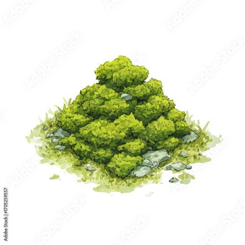 watercolor of Moss, vector, isolated on a white background.