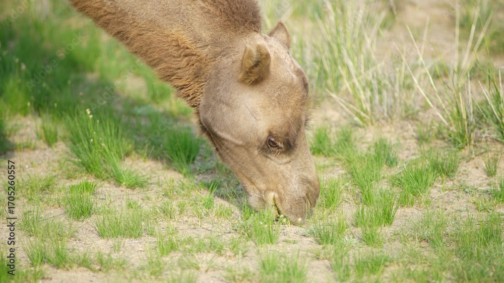 Fototapeta premium ラクダ