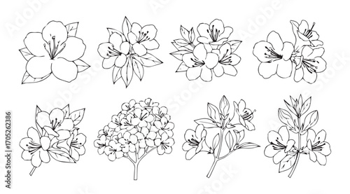 Collection of delicate floral illustrations in a hand drawn silhouette style