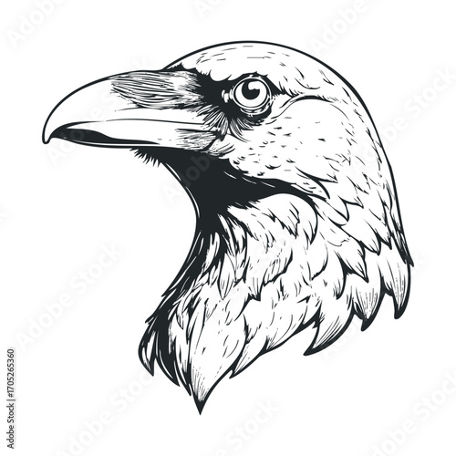 A close-up line drawing of a raven's head.