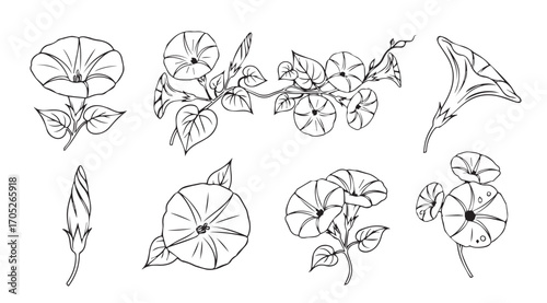 Collection of delicate morning glory flower illustrations in a sketchy silhouette style