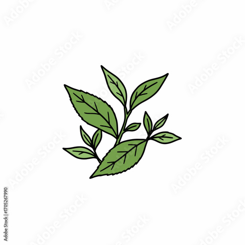 Illustration of a green leafy plant with several leaves and a stem on a white background.