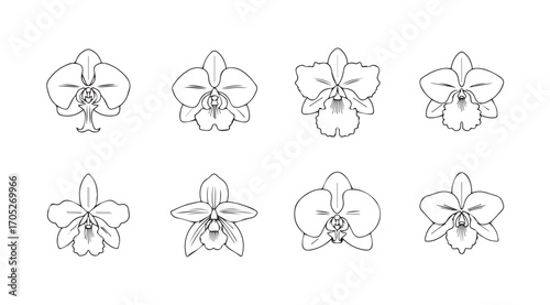 Collection of eight delicate orchid flower line drawings silhouette