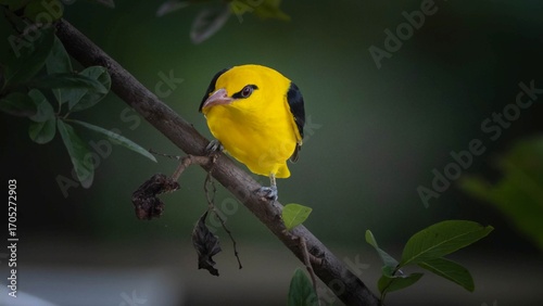 A flicker of gold in the forest’s hush—nature’s quiet brilliance.