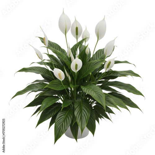 White peace lily plant with lush green leaves isolated on transparent background