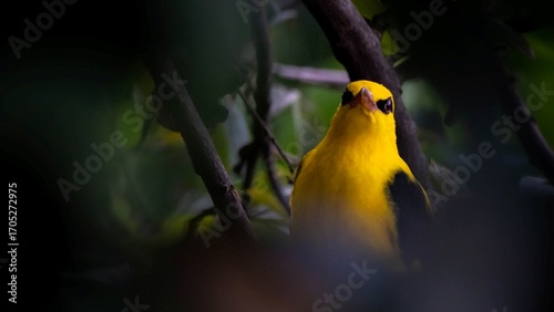 The forest wears its crown in feathers.