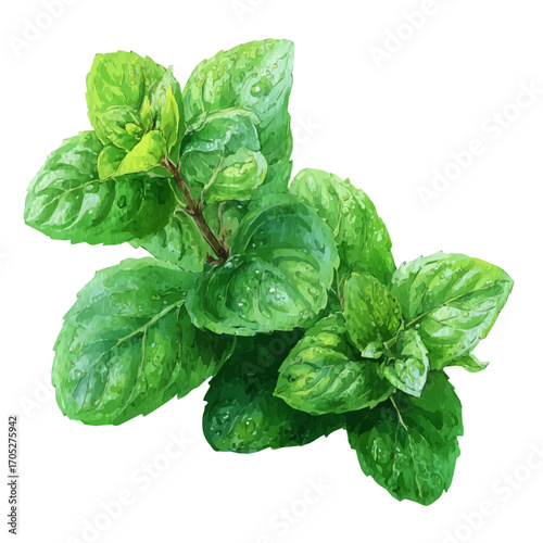 watercolor vector of Mint, isolated on a white background.