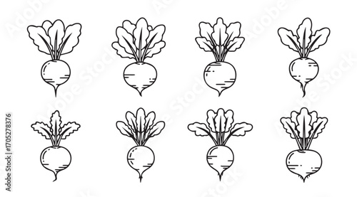 Eight hand drawn radish illustrations in a simple silhouette style