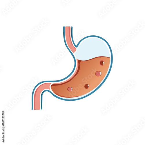 Cartoon stomach with liquid and gas bubbles, human digestive system, health and medical illustration