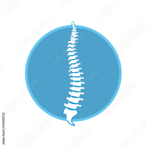 Human Spine Anatomy on Blue Circle Back, Spinal Health