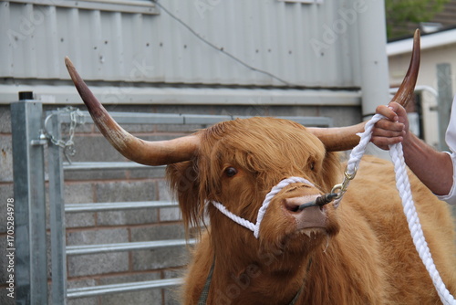 A Highland Cattle Champion Bull Farm Animal.