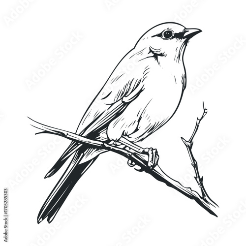 A black and white line drawing of a small bird.