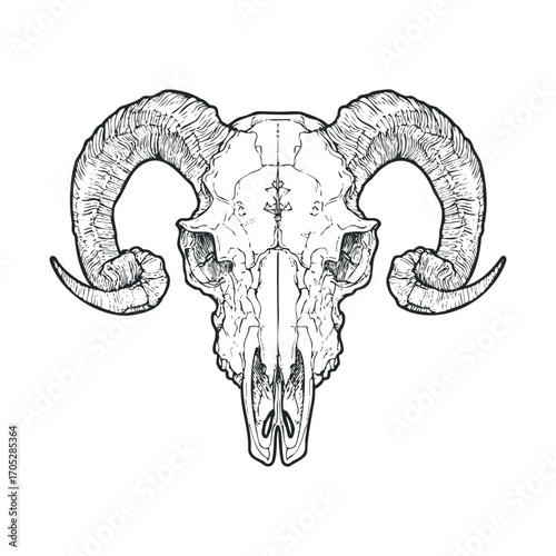  A line drawing of an animal skull with large horns.