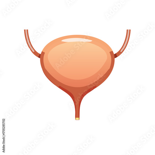 Anatomical illustration of a human urinary bladder and ureters