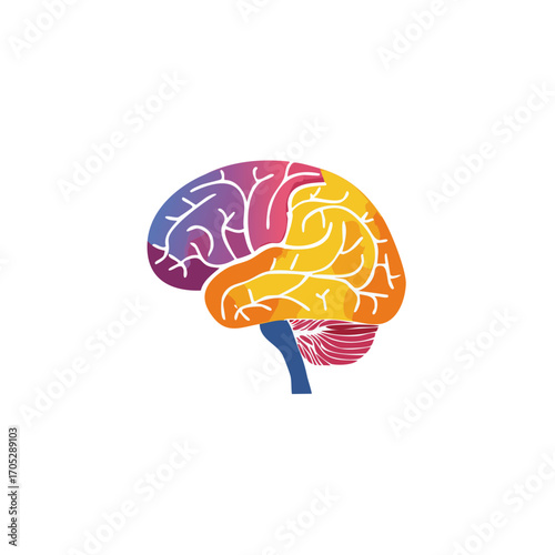 Colorful brain illustration isolated on white background, highlighting human mind and thought.