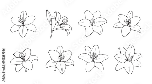 Collection of delicate lily flower illustrations in a distinctive silhouette style