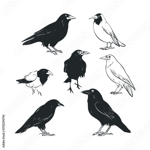 A group of black and white birds in various poses.