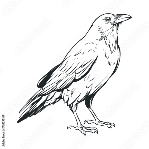 A detailed line drawing of a raven or crow.