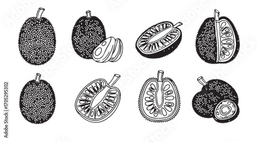 Collection of vintage botanical illustrations of jackfruit and seeds silhouette