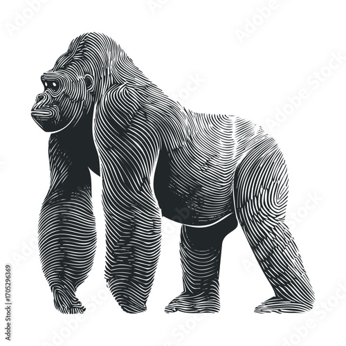 A detailed drawing of a large gorilla.