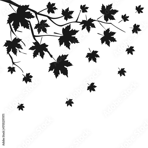 Black maple leaves and branches falling from top left on white