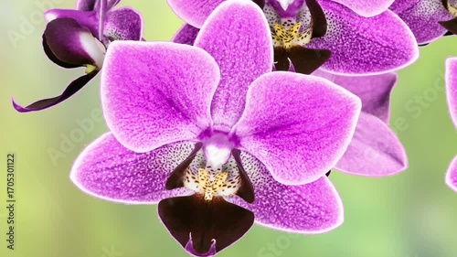 Blooming lilac orchid on a black background, time lapse. Free space for text. holiday greeting