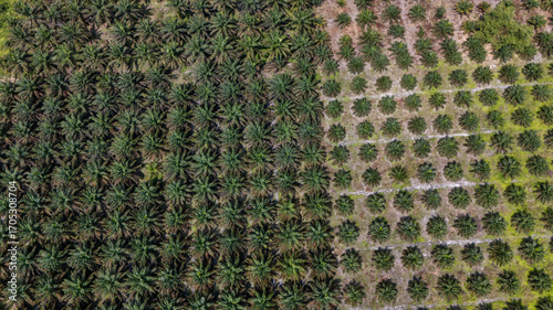 Palm oil plantation in Kalimantan, Borneo (Indonesia)