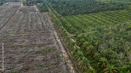Palm oil plantation in Kalimantan, Borneo (Indonesia)