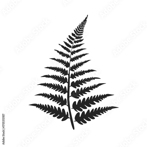 Detailed black silhouette of a fern leaf on white frond