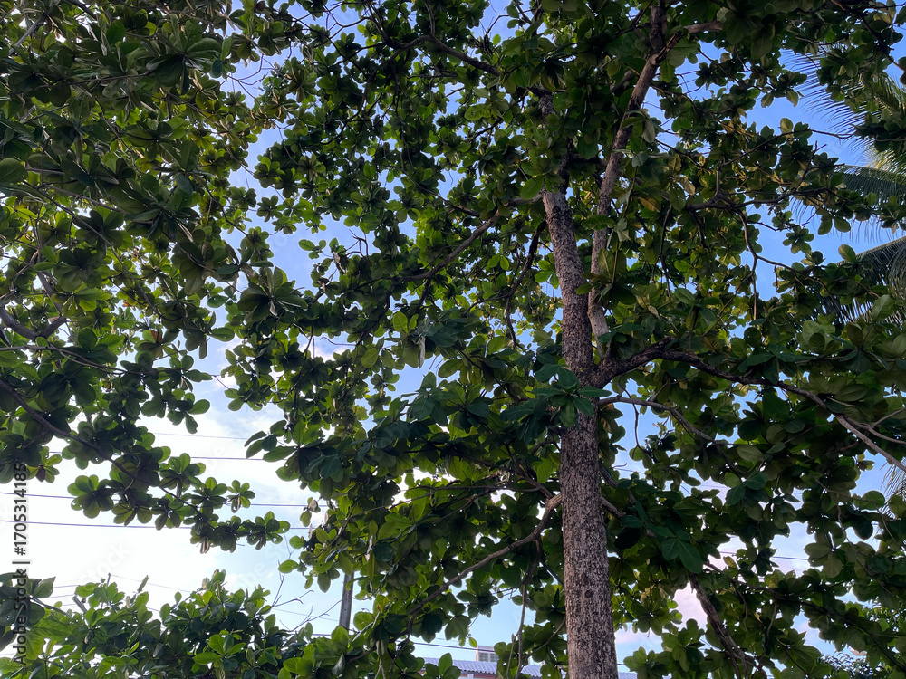Fototapeta premium Tropical tree with green leaves and blue sky in the background