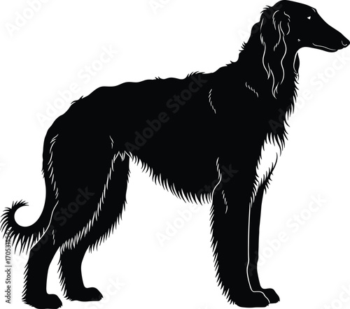 Elegant sighthound silhouette illustration, black and white long-haired dog vector with alert stance for stock design and breed recognition