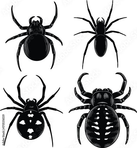 Four spider species illustration, black and white top-down arachnid vector, detailed entomology artwork for educational and stock content use