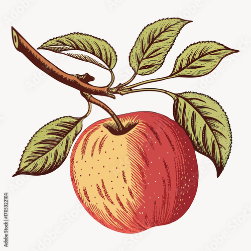 Apple with Branch and Leaves Botanical Vector Illustration