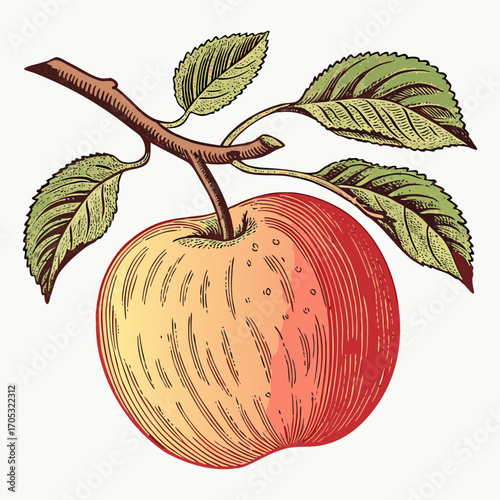 Apple with Branch and Leaves Botanical Vector Illustration