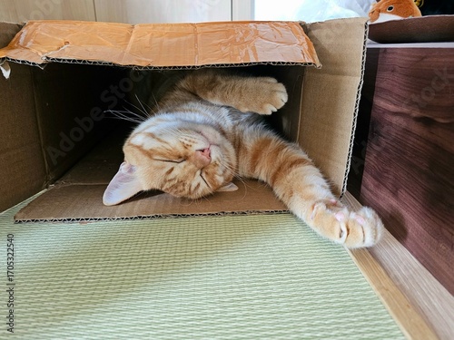 An adorable ginger cat is blissfully napping on its back inside a cardboard box, with its paws curled. This humorous indoor photo captures a domestic feline's quirky preference for simple comfort.