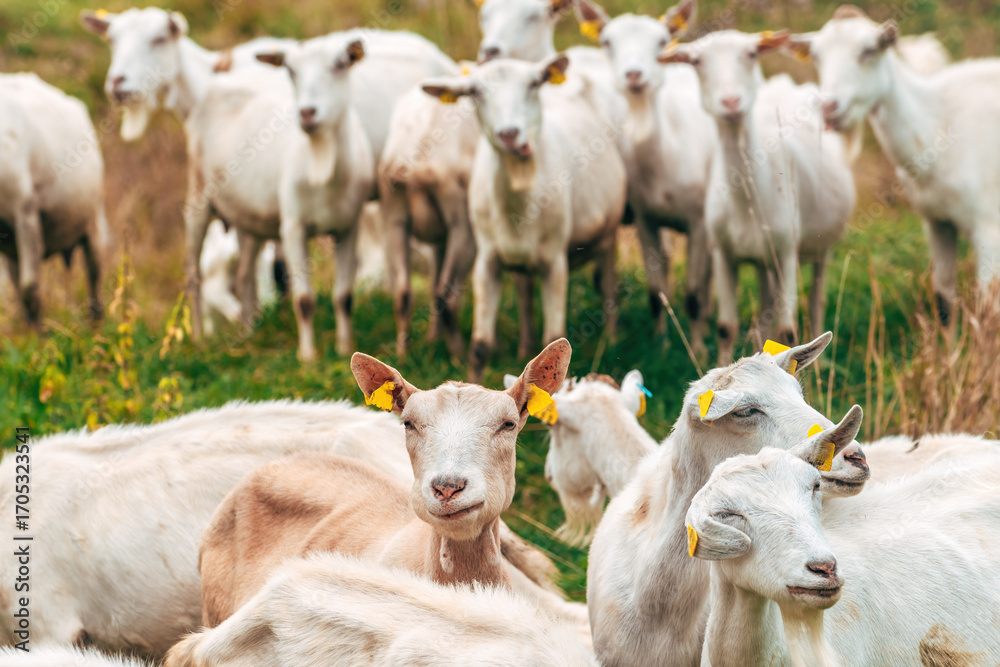 Fototapeta premium Curious herd of goats in farm pen staring directly at camera with humorous expressions.