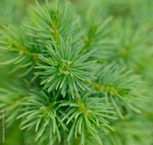Foto Closeup of fresh green spruce needles macro background