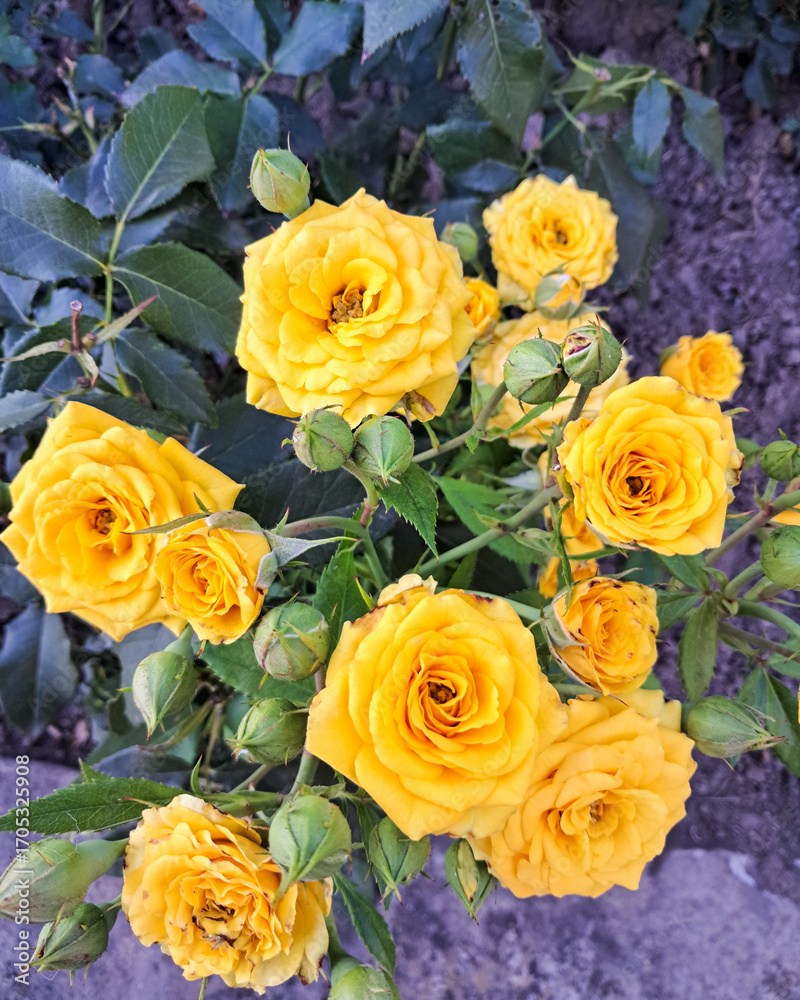 Beautiful vertical photo of yellow roses in bloom with green leaves and buds. Natural floral background for greeting cards, posters, decoration, and design projects. Beautiful vertical photo of yellow roses in bloom with green leaves and buds. Natural floral background for greeting cards, posters, decoration, and design projects.
