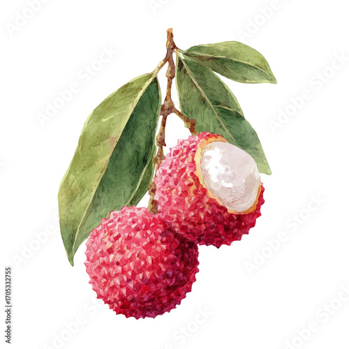Lychee, watercolor painting vector, isolated on a white background.
