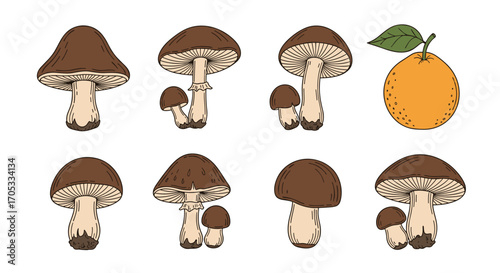 Various types of mushrooms are displayed alongside a ripe orange with a leaf.