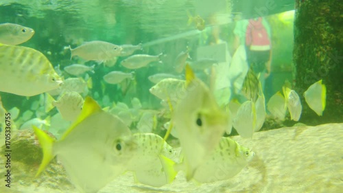 A large aquarium with Monodactylus argenteus and spotted scat fish swimming gracefully in a sunlit oceanarium tank.