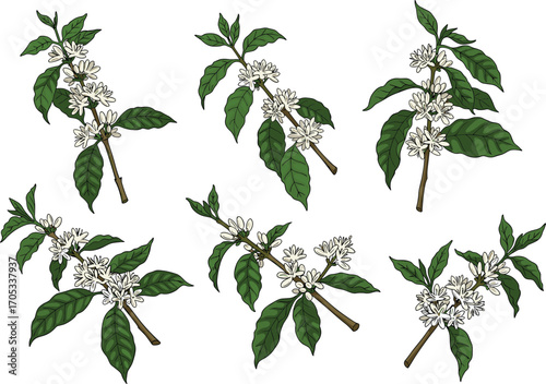 Coffee plant branches with green leaves and white flowers botanical illustration for agriculture, nature study, farming, and educational design use