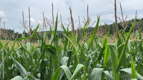 The agricultural land of a green corn farm