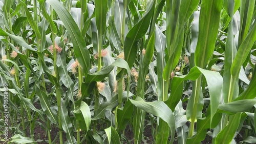 The agricultural land of a green corn farm