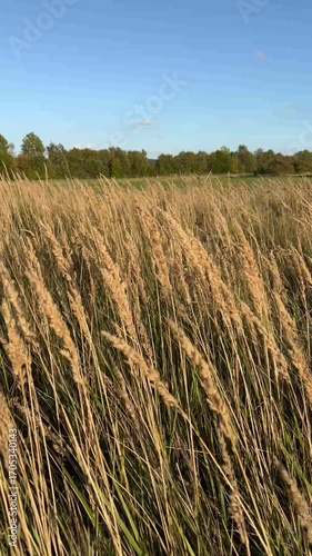 Tall grass and evening time