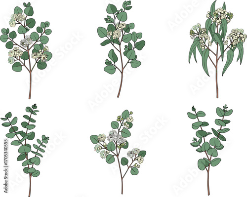Eucalyptus botanical illustration set with flower and leaf variations for nature studies, herbal design, plant identification, and decor
